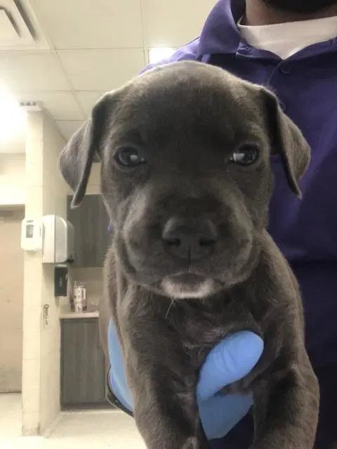 Rollie - Pit Bull Terrier