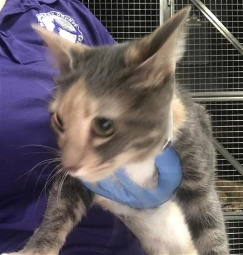Tyga - Domestic Short Hair