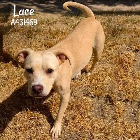 Lace - Labrador Retriever
