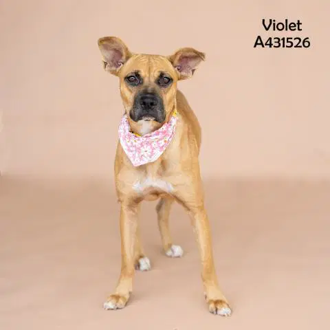 Violet - Labrador Retriever
