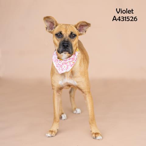 Violet