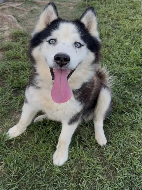 Rocky - Alaskan Malamute