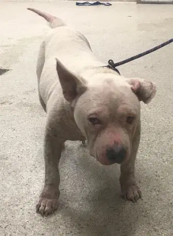 Major - Pit Bull Terrier
