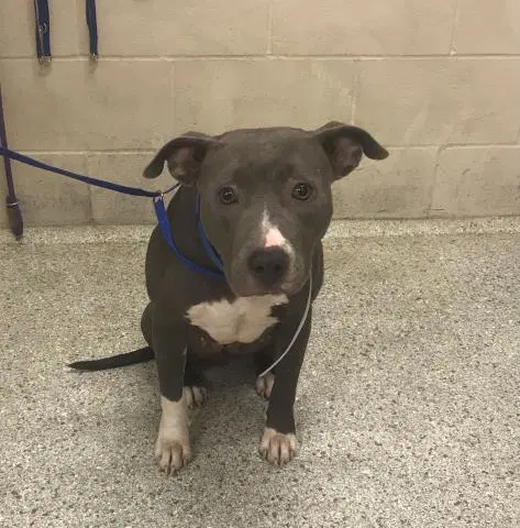 Unknown - American Pit Bull Terrier