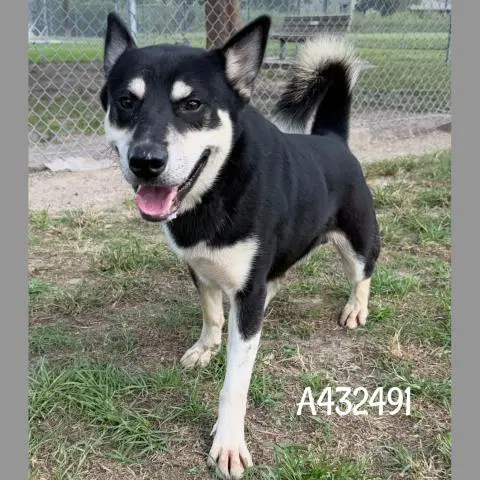 Unknown - Siberian Husky