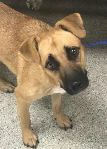 Unknown - German Shepherd Dog