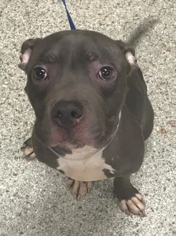 Unknown - American Staffordshire Terrier