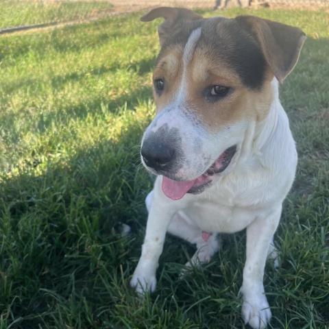 BRUCE, a dog for adoption from Montgomery County Animal Service Center