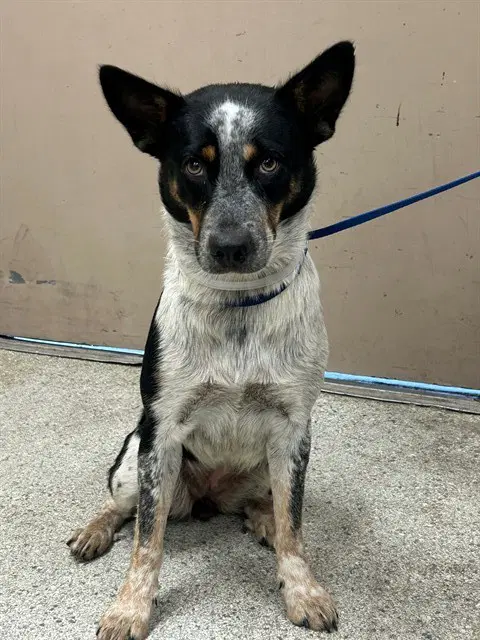 Unknown - Australian Cattle Dog/Blue Heeler