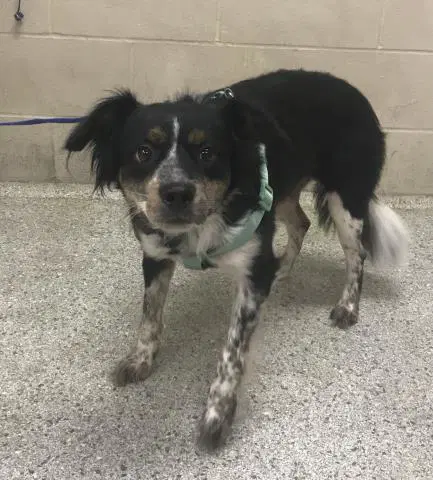 Unknown - Australian Shepherd