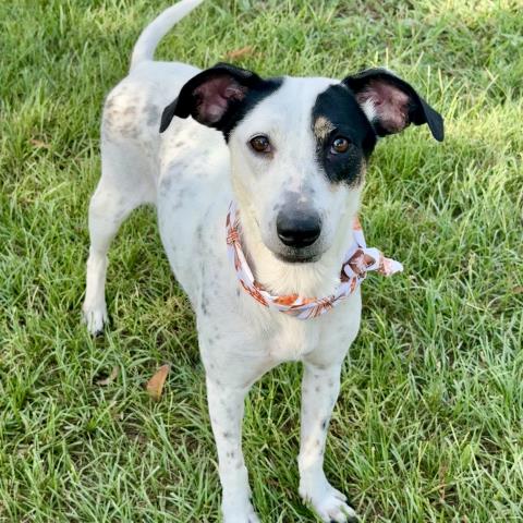 DAISY MAE, a dog for adoption from Montgomery County Animal Service Center