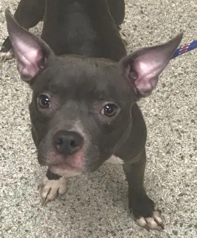 Tallulah - American Staffordshire Terrier