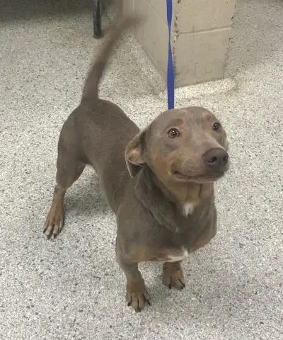 Happy - Labrador Retriever