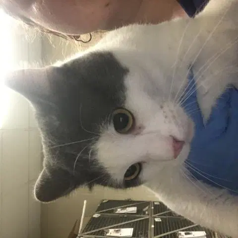D'artagnan - Domestic Short Hair