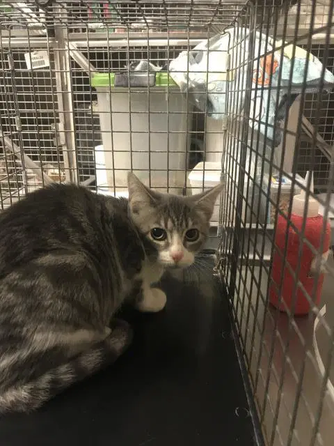 Kira - Domestic Short Hair