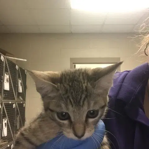 Mable - Domestic Short Hair