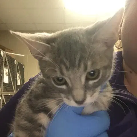 Mason - Domestic Short Hair