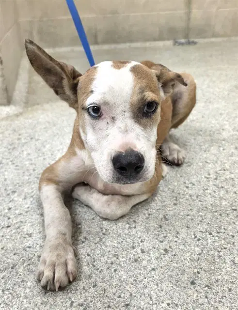 Unknown - Pit Bull Terrier