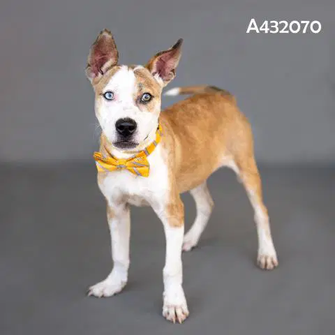 Unknown - Pit Bull Terrier