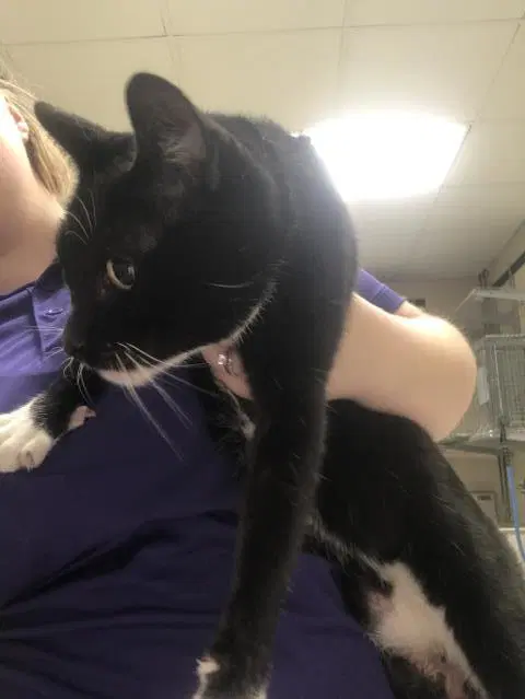 Unknown - Domestic Short Hair