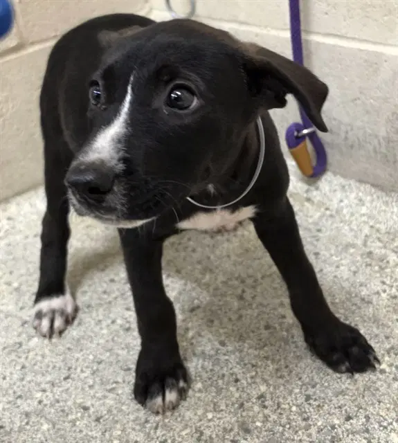 Unknown - Labrador Retriever