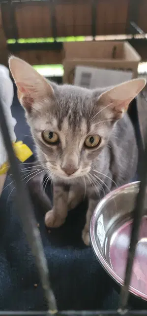 Unknown - Domestic Short Hair