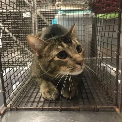 Shark - Domestic Short Hair