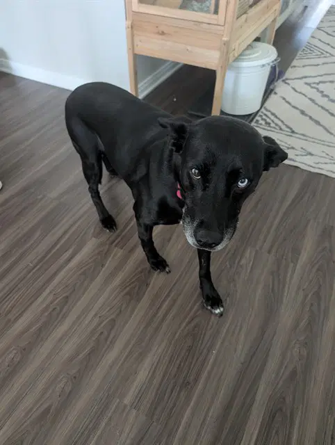 Unknown - Labrador Retriever