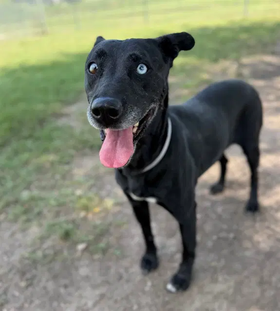 Unknown - Labrador Retriever