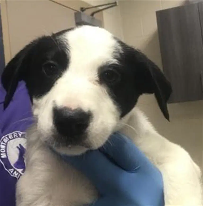 Unknown - Australian Cattle Dog/Blue Heeler