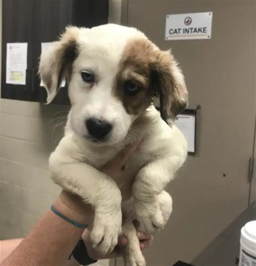 Unknown - Australian Cattle Dog/Blue Heeler