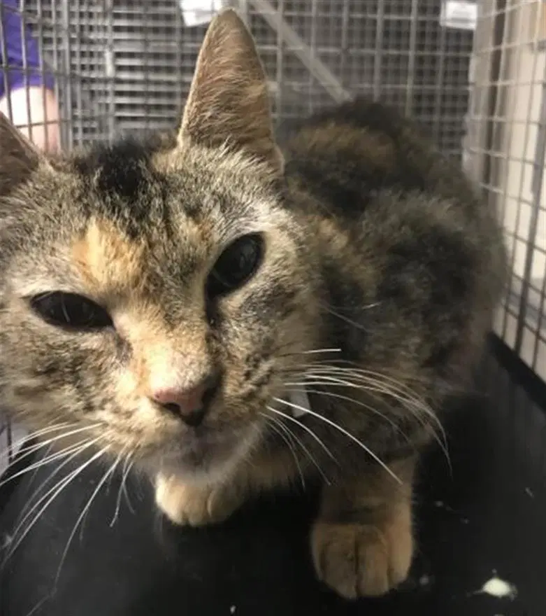 Iris - Domestic Short Hair