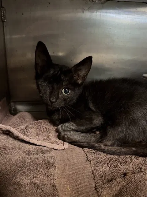 Squints - Domestic Short Hair