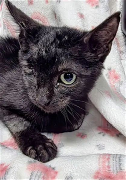 Squints - Domestic Short Hair