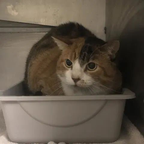 Unknown - Domestic Medium Hair