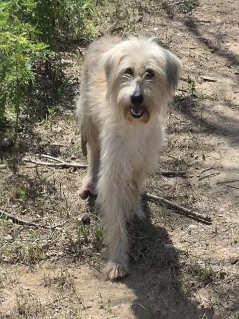 Melissa - Sheep Dog