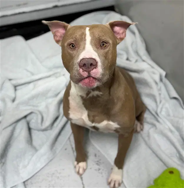Carp - American Pit Bull Terrier