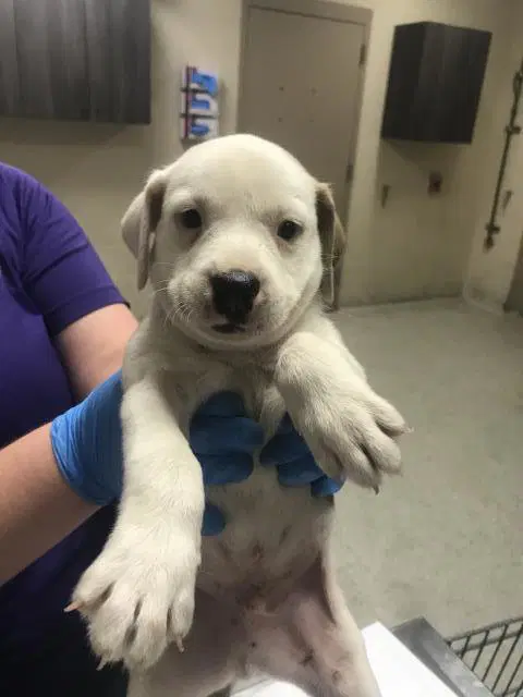 Unknown - Pit Bull Terrier