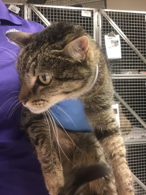 Stormy - Domestic Short Hair