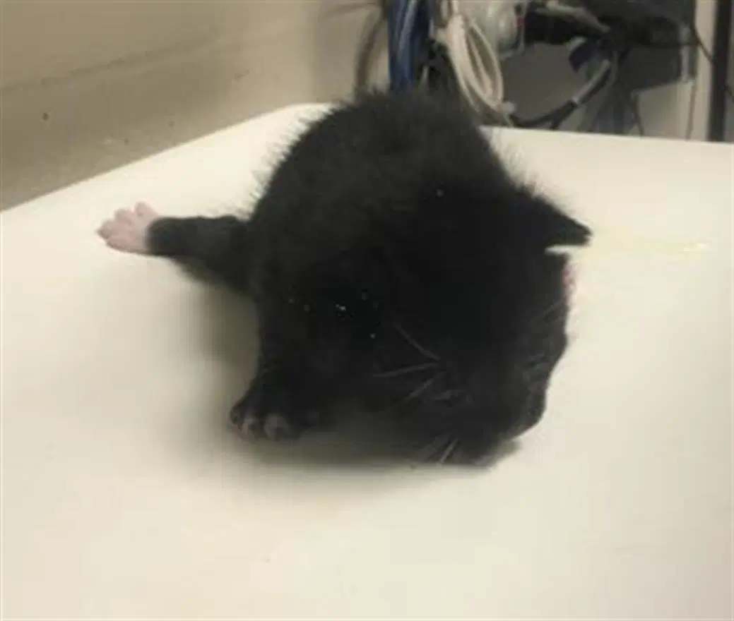 Lou - Domestic Short Hair