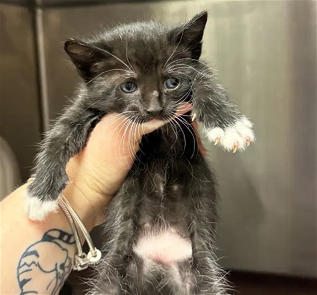 Susie Q - Domestic Short Hair