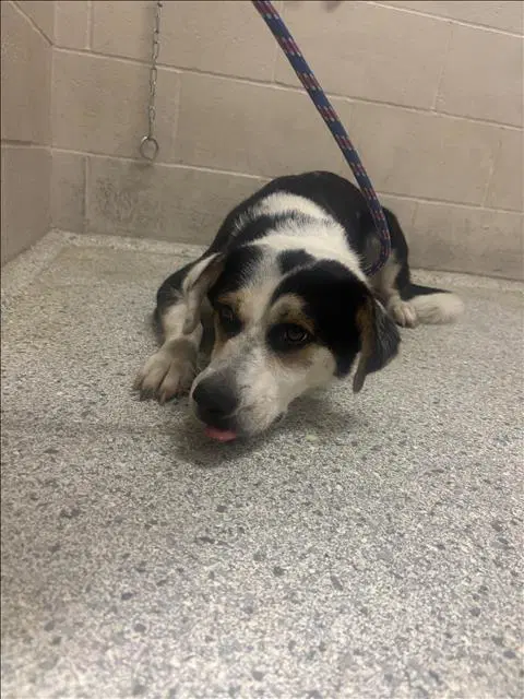 Unknown - Border Collie
