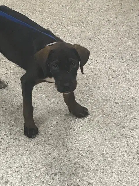 Unknown - Labrador Retriever
