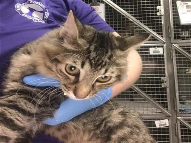 Rocket - Domestic Medium Hair