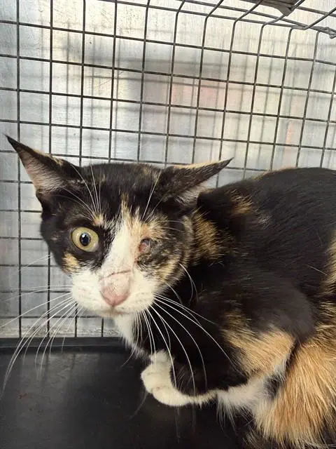 Fern - Domestic Short Hair