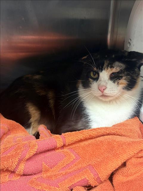 FERN, a cat for adoption from Montgomery County Animal Service Center