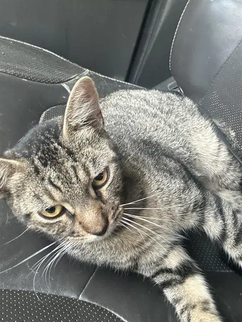 Unknown - Domestic Short Hair