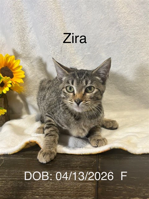 Zira