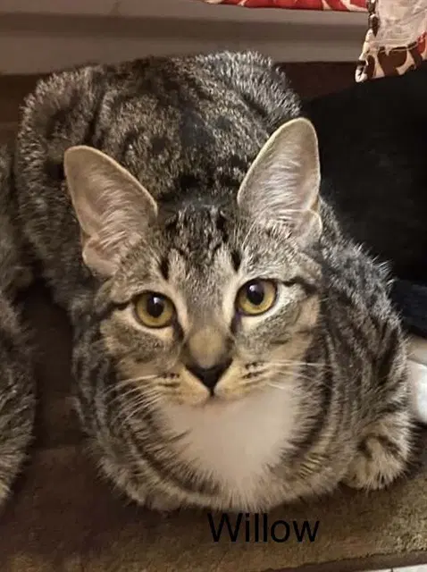 Willow - Domestic Short Hair