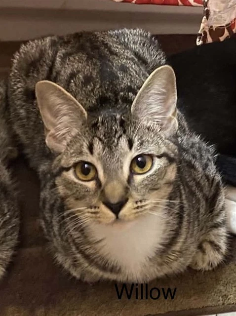 Willow